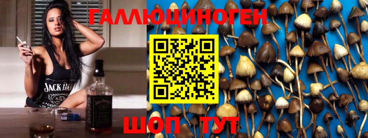 Гусиноозёрск  Псилоцибиновые грибы GOLDEN TEACHER  Вход с VPN 